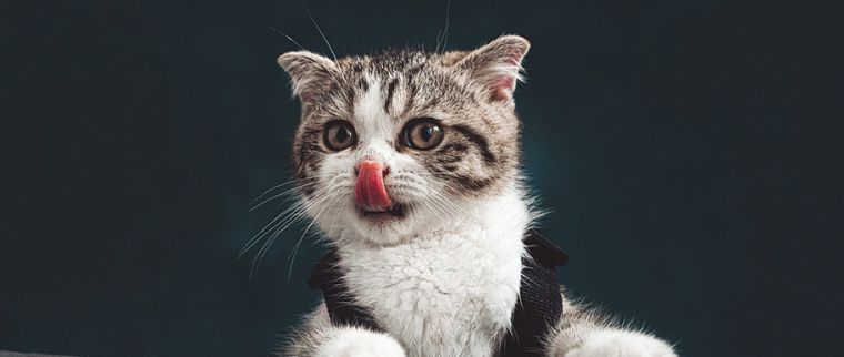 meilleure assurance pour chat